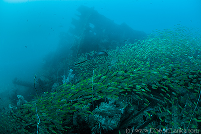 Bullray at SS Perseus